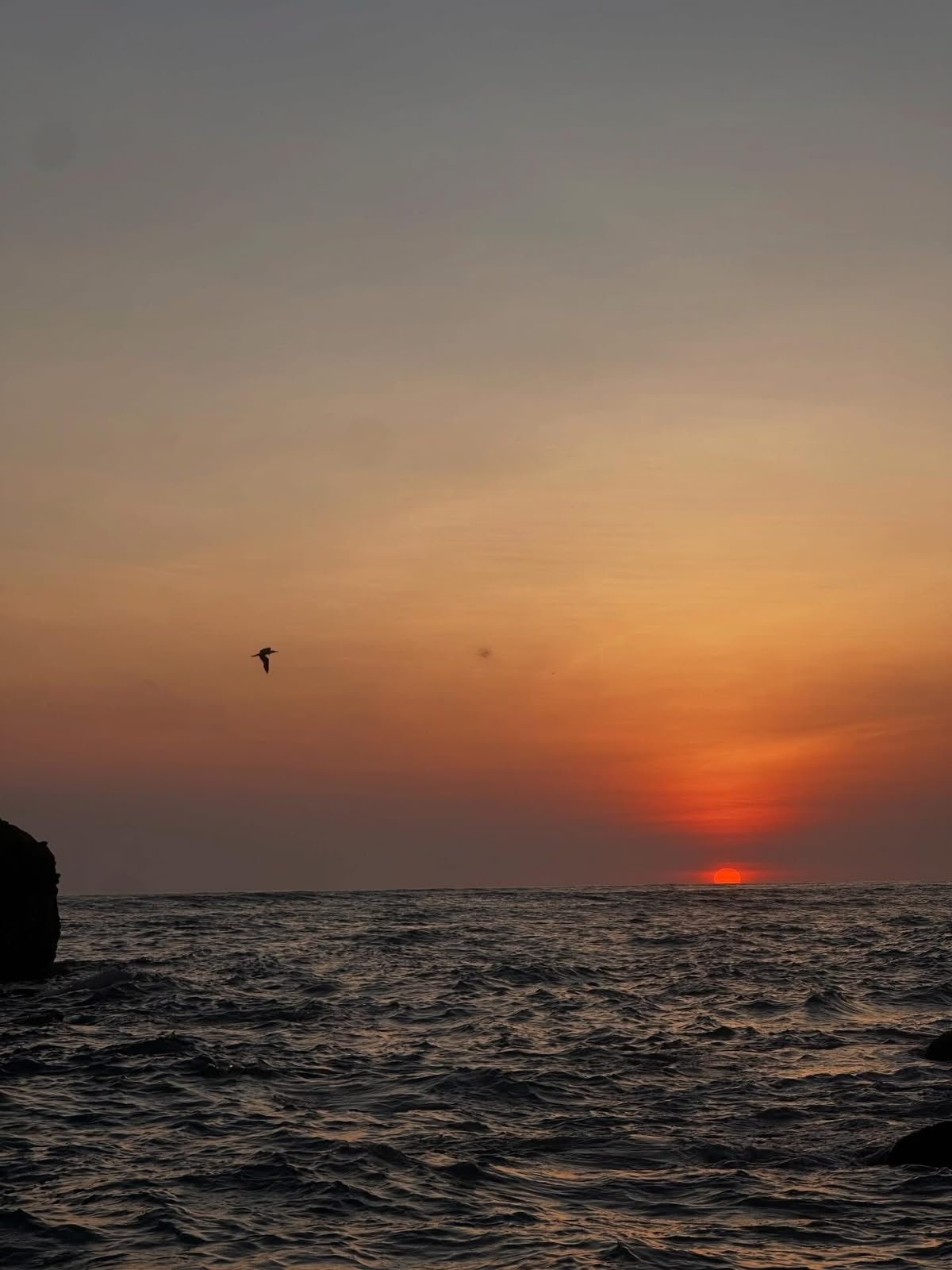 Atardecer en el mar con un ave en vuelo junto a las rocas